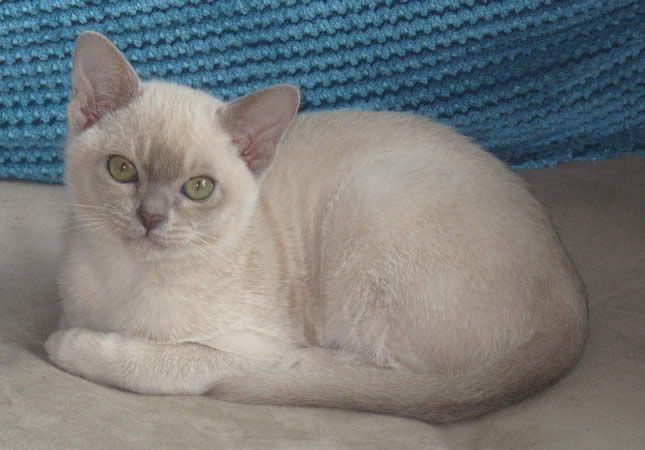 Fandango Burmese 2014