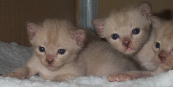 Faunese Burmese 2012