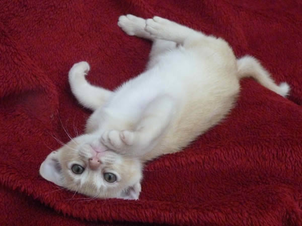 Felissima Burmese 2015