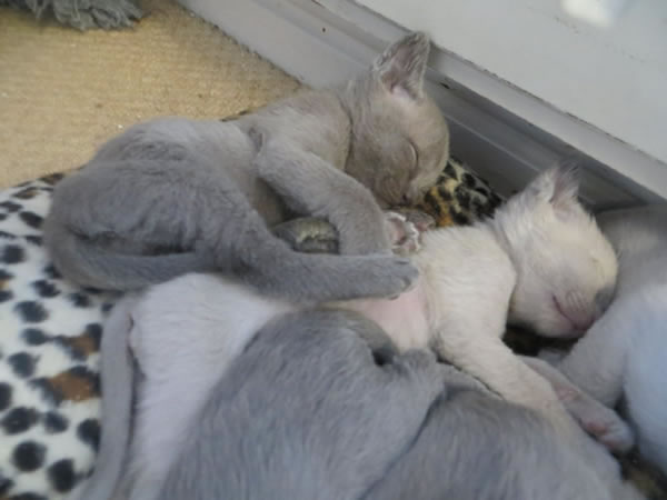 Fiorecats Burmese 2015