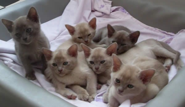 Fiorecats Burmese 2015