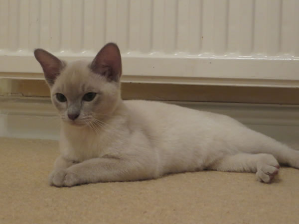 Fiorecats Burmese 2014