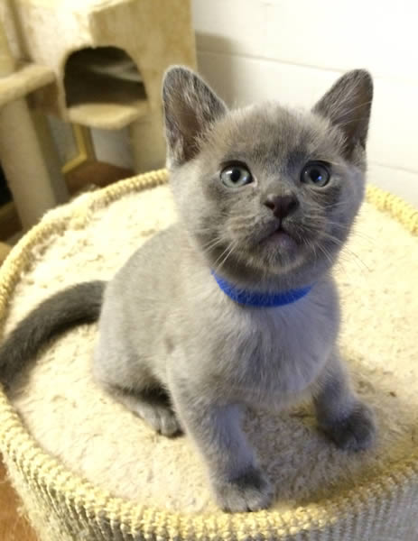 Furzenpurs Burmese 2015