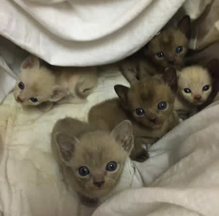 Hazelton Burmese 2015