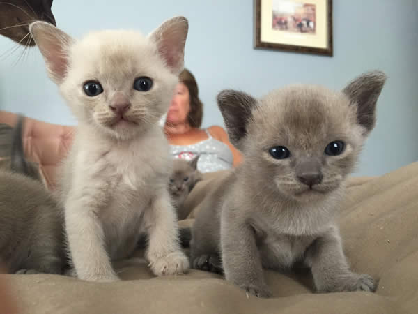 Hazelton Burmese 2015