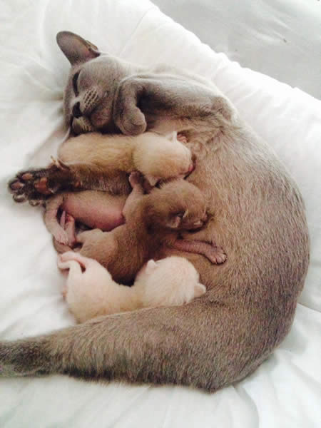 Hazelton Burmese 2015