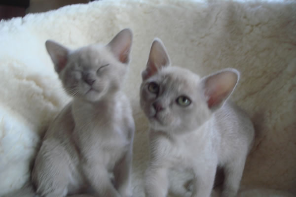 Hobberdy Burmese 2015