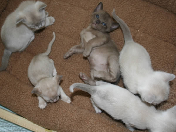 Illalangi Burmese 2013