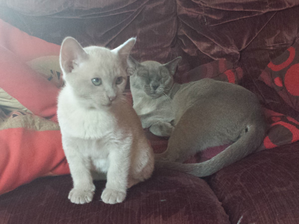 Introducing Burmese 2013