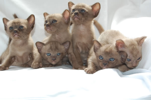 Inyanga Burmese 2013