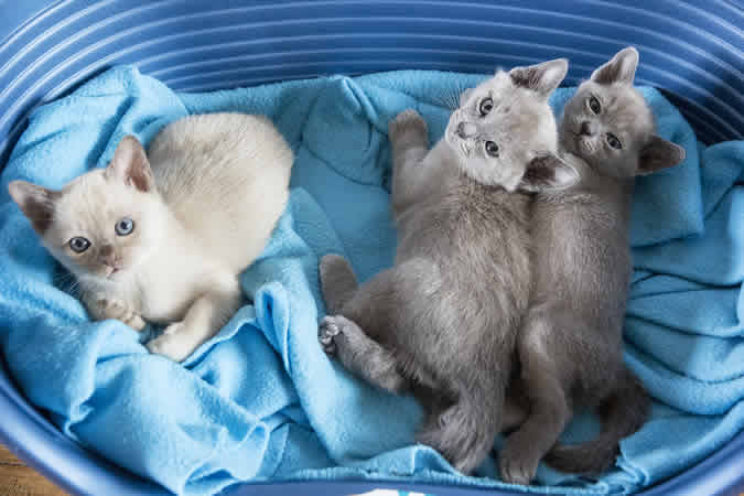 Issamee Burmese 2014