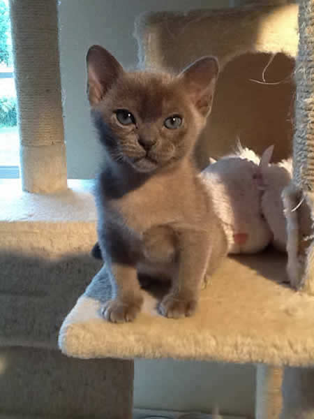 Jacqui Williamson Burmese 2014