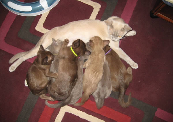 Jusarka Burmese 2012