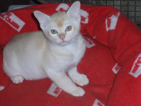 Karakoram Burmese 2015