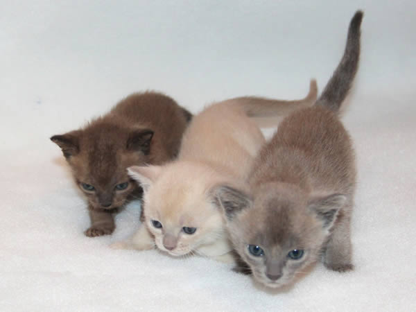 Kotanushka Burmese 2015