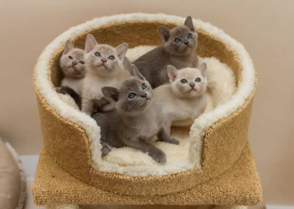 Kotanushka Burmese 2015