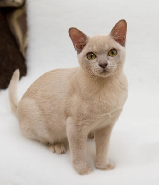 Kotanushka Burmese 2015