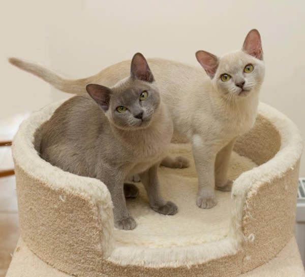 Kotanushka Burmese 2015