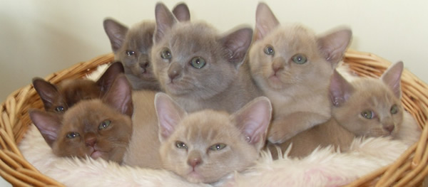 Lavinshy Burmese 2012