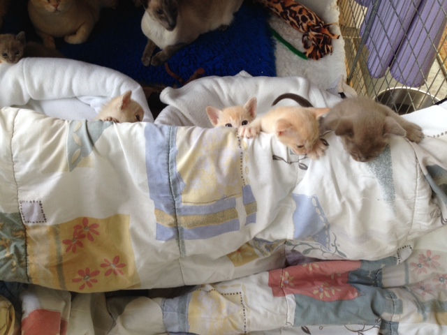 Medoras Burmese 2014