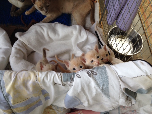 Medoras Burmese 2014