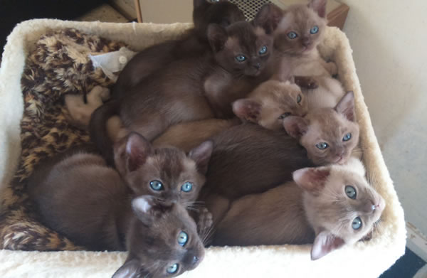 Mainman Burmese 2015