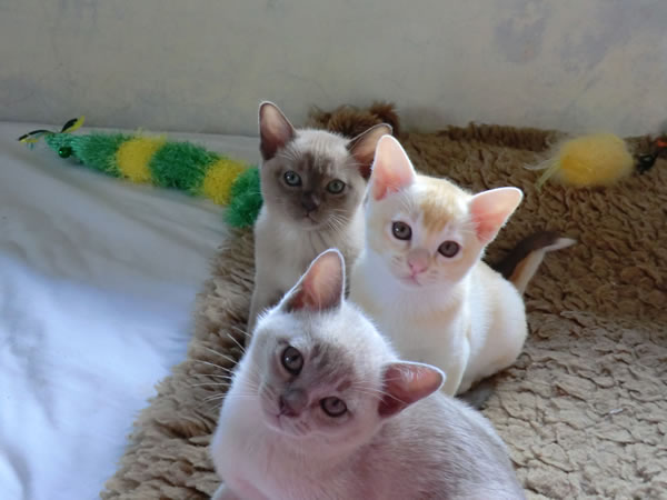 Mainman Burmese 2012