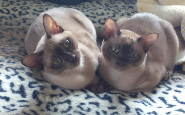 Mainman Burmese 2015