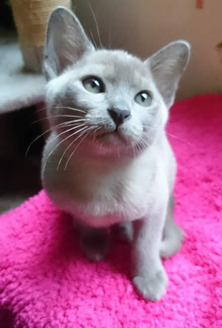 Malaika Burmese 2014