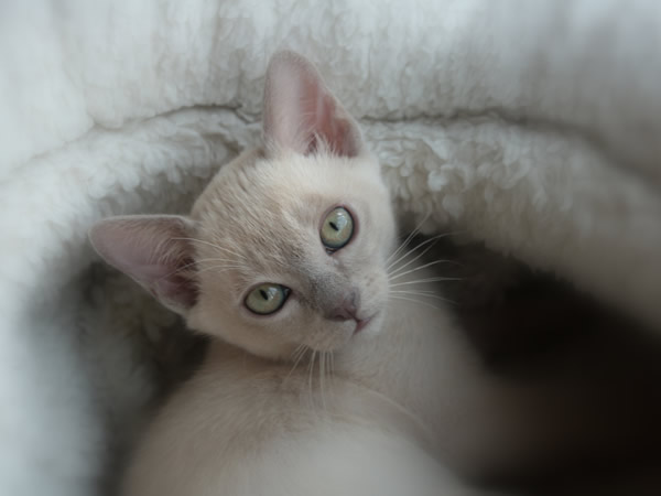 Minahto Burmese 2013