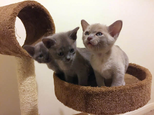 Nalan Kchikech Burmese 2015