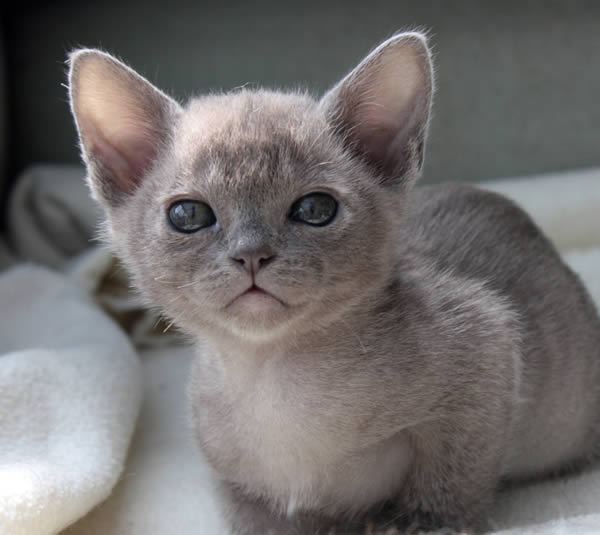 Minahto Burmese 2014