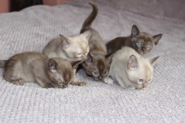 Nemorez Burmese 2014