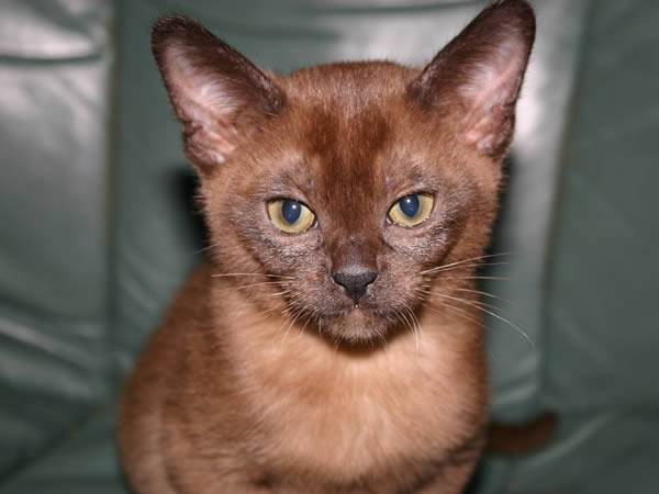 Nemorez Burmese 2013