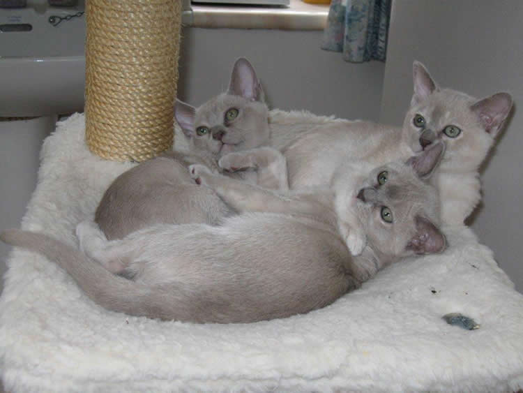 papagena Burmese 2012