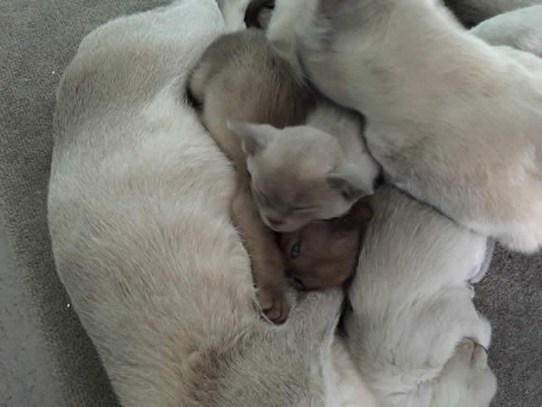 Pontisbright Burmese 2014