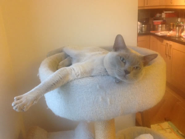 Purfidelis Burmese 2013