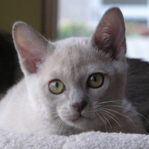 Purfidelis Burmese 2013