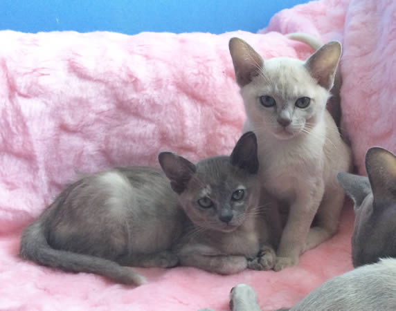 Rainsong Burmese 2015