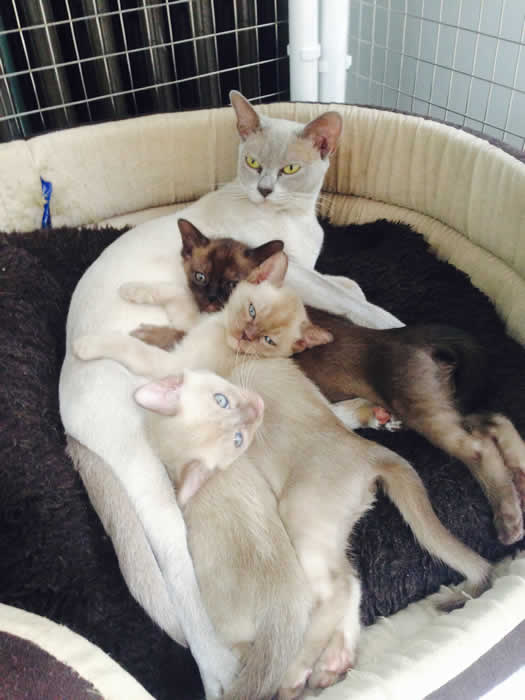 Ronronear Burmese 2014