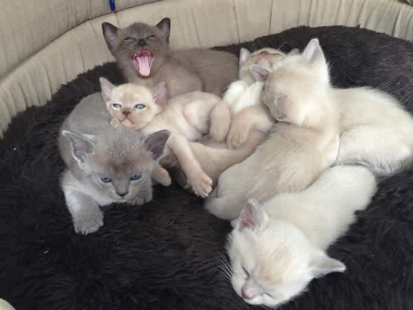 Ronronear Burmese 2013