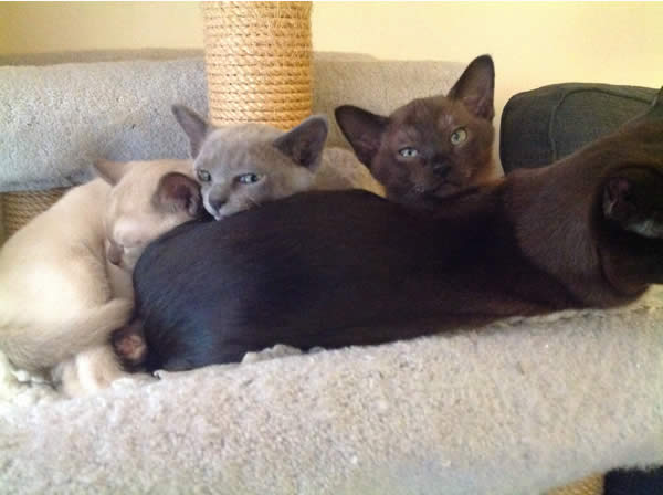 Sebrume Burmese 2014