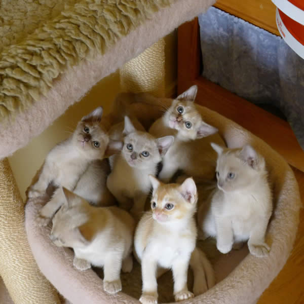 Shivarene Burmese 2012