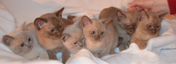 Sigismund Burmese 2015