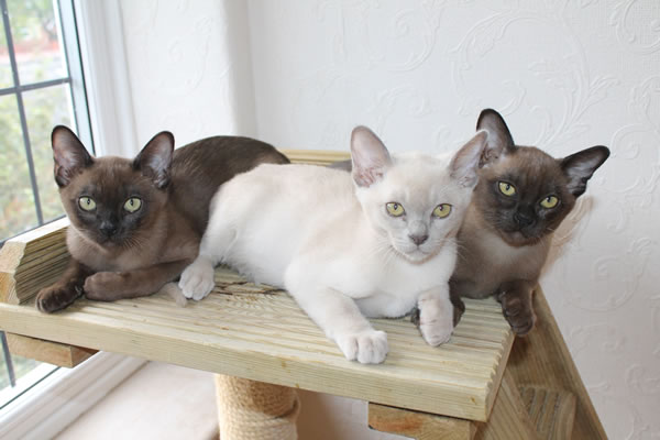 Amabile Burmese 2015