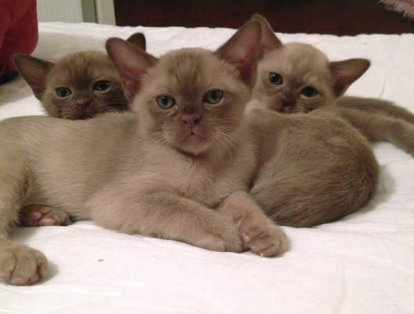 Sigismund Burmese 2015