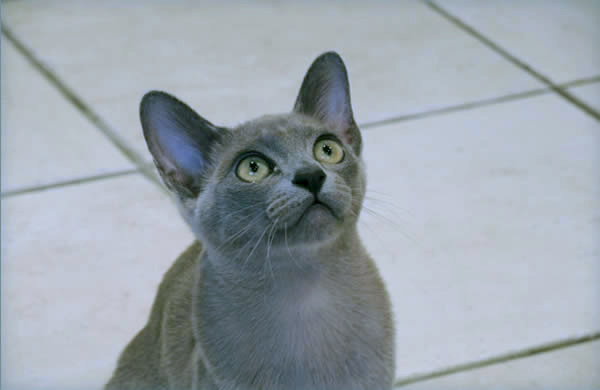 Sigismund Burmese 2013