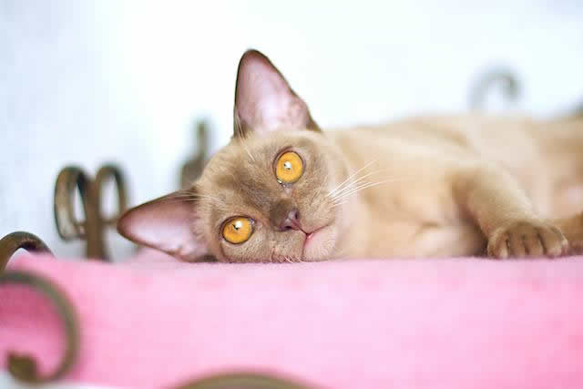 SilkyMajesty Burmese 2014