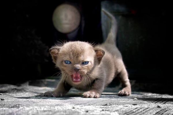 SilkyMajesty Burmese 2014