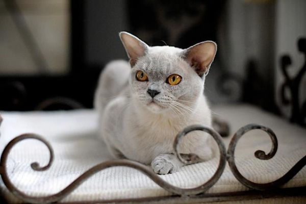 SilkyMajesty Burmese 2015